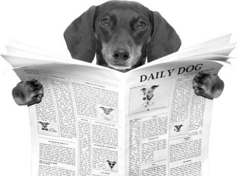 apropos dog