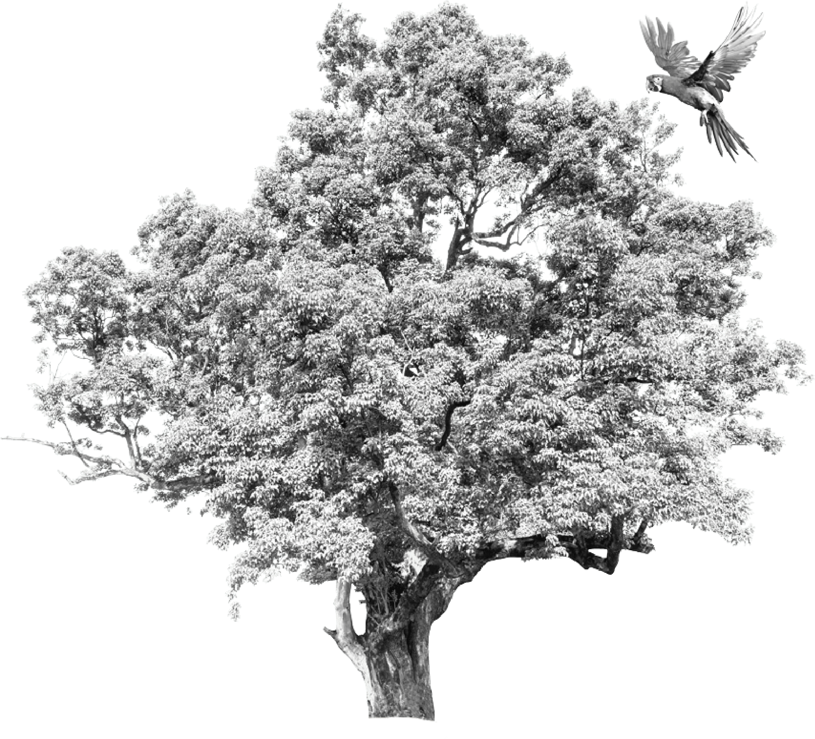 direction image